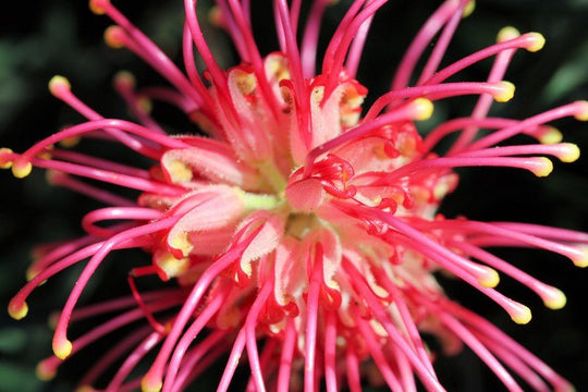 Beauty that goes deep | Discover Australian made skincare - naturalskincare-australia