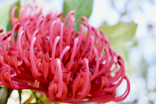 Discover Native Beauty Secrets | Australian made skincare - naturalskincare-australia